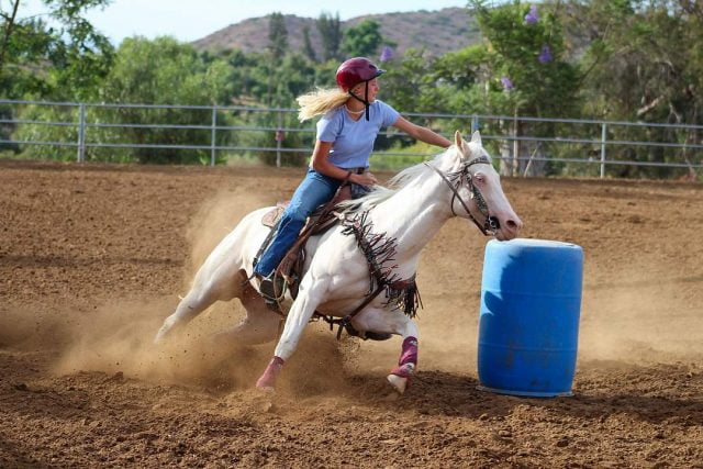 Horse Showing Joints Barrel Racing s